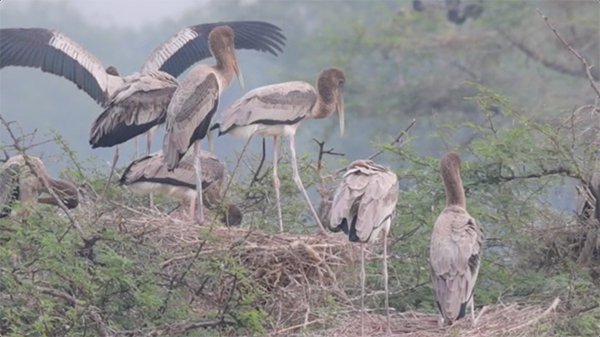 baby storks waiting for their food