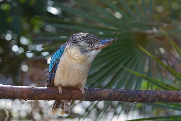 kookaburra bird