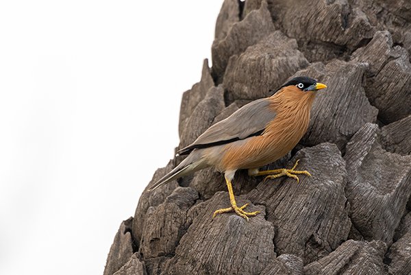 starling bird on the tree