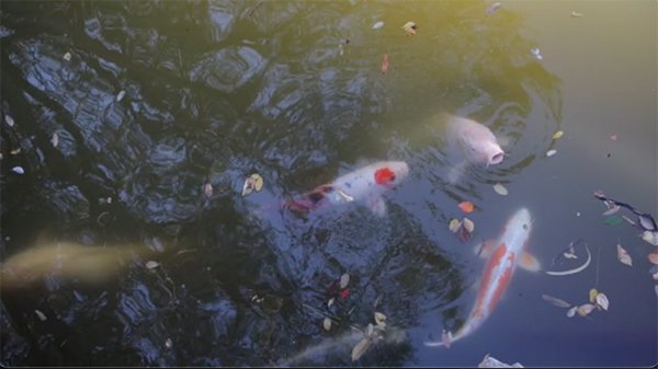 fishes in the pond expecting food from tourist