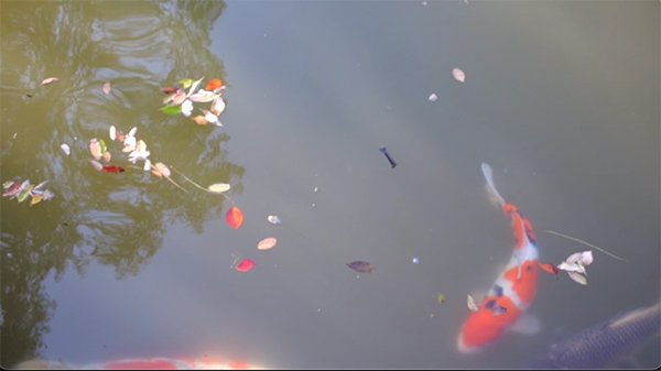 colorful fishes in the deep lake