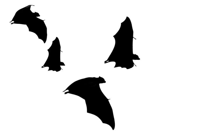 fruit bats in a white background