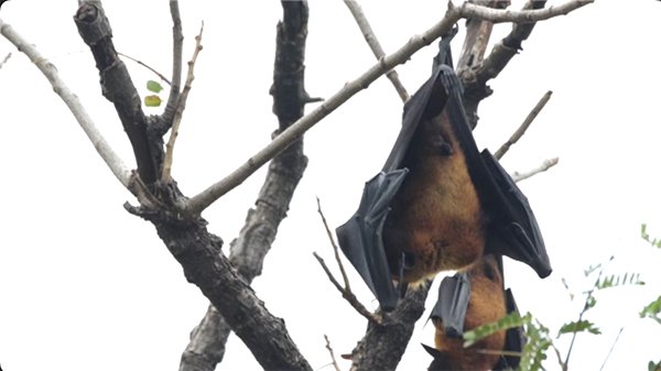 Fruit bat on the tree branch