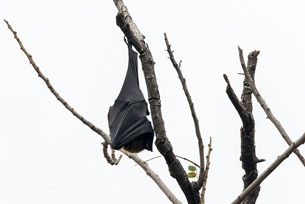 fruit bat sleeping on a tree branch