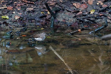 sandpiper searching for food