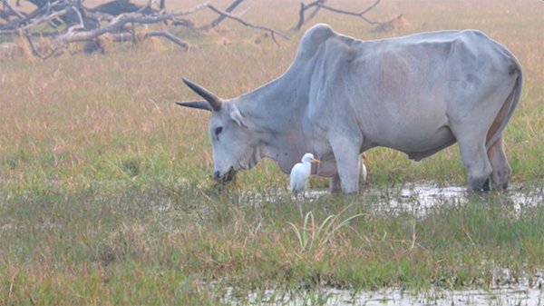 Bull in India eating