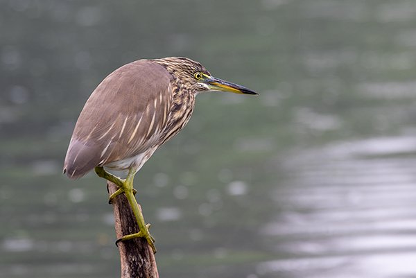 Pond heron looking for food