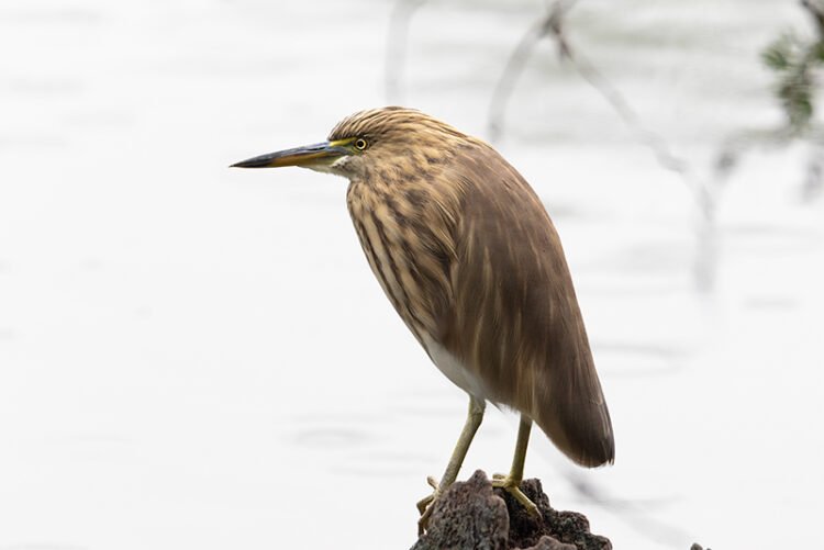 a closeup view of pond heron