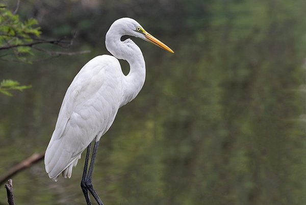 large egret bird resting