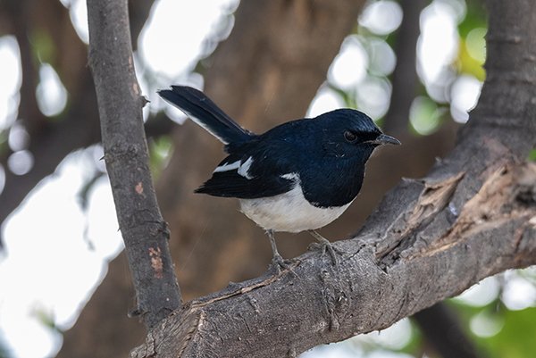 Close up of a magpie robin bird