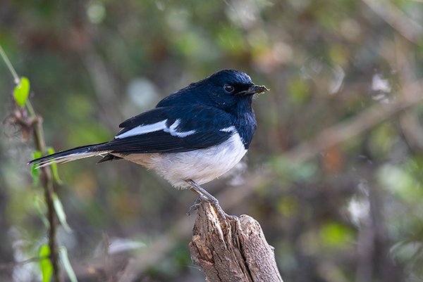 Magpie robin sitting on the tree branch