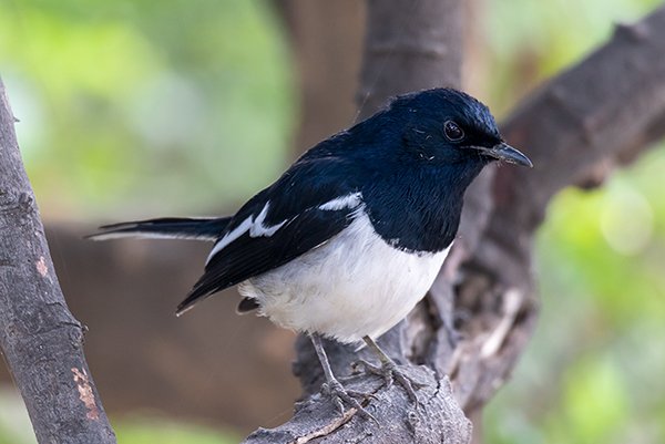 A magpie bird on a tree branch searching for food