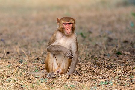 a portrait of a baby monkey