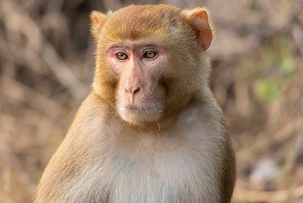 a close up of a monkey