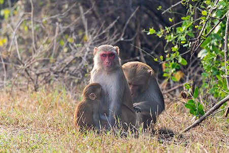 monkey with his family