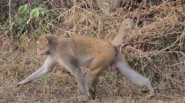 a wild monkey walking