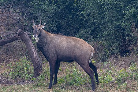 Nilgai in India