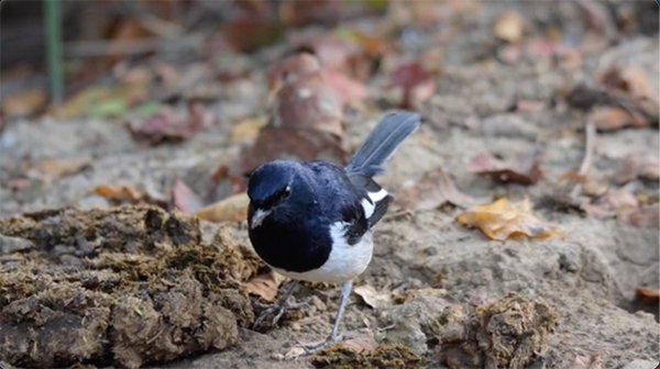 oriental robin searching for food