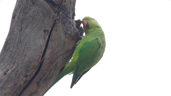 green parrot ready to move in