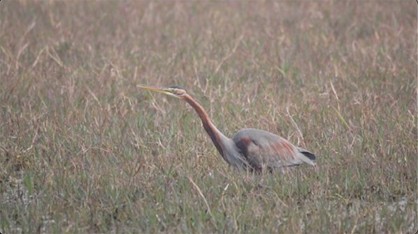 purple heron on a hunt