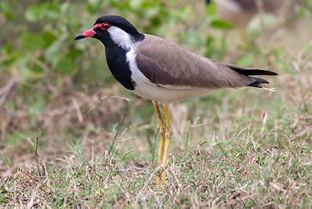 red lapwing bird in the forest