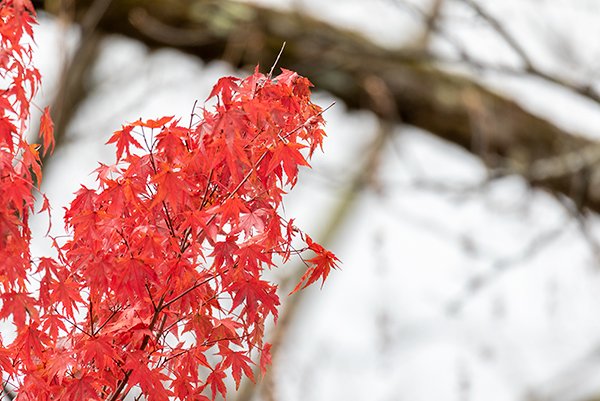 red autumn leafs