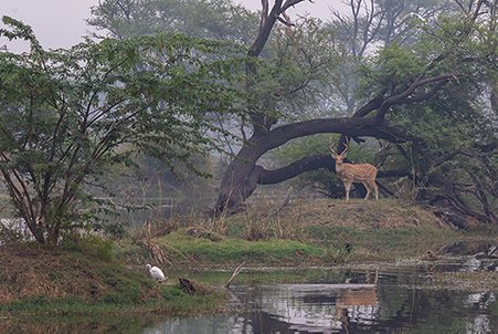 Spotted deer in India exploring the place