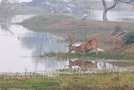 Spotted Deer searching for food