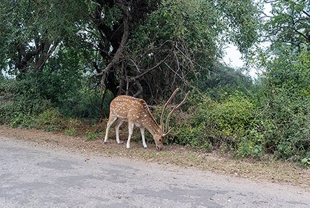 spotted deer in India