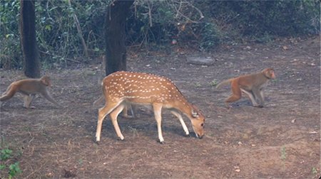 Spotted deer walking freely in the forest