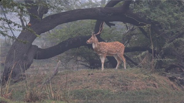 spotted deer exploring the wetland