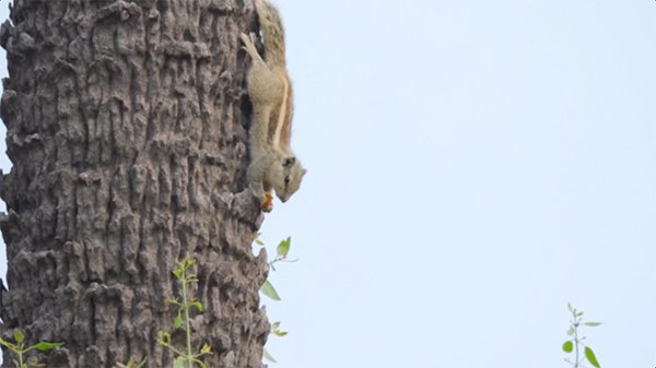 squirrel enjoying it's food