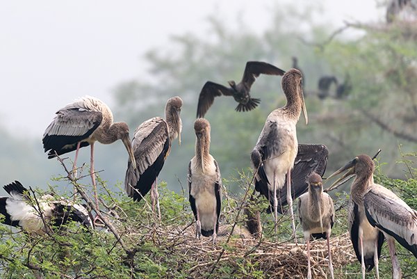 Stork babies waiting for their mother