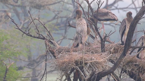 baby stork in their nest