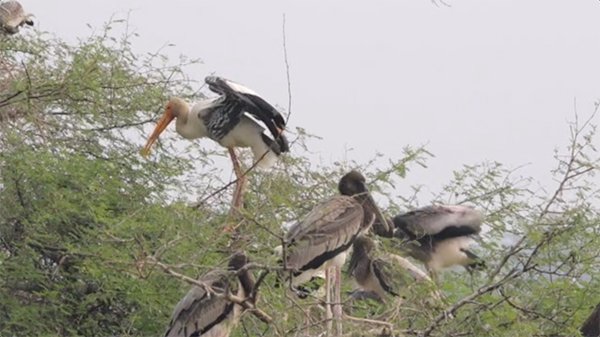 Storks in the wetland