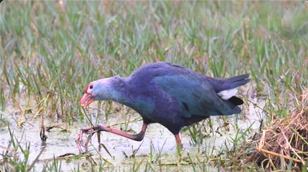 Swamp hen or wild hen is searching for food