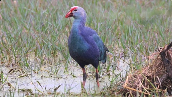 Swamp hen is on the hunt