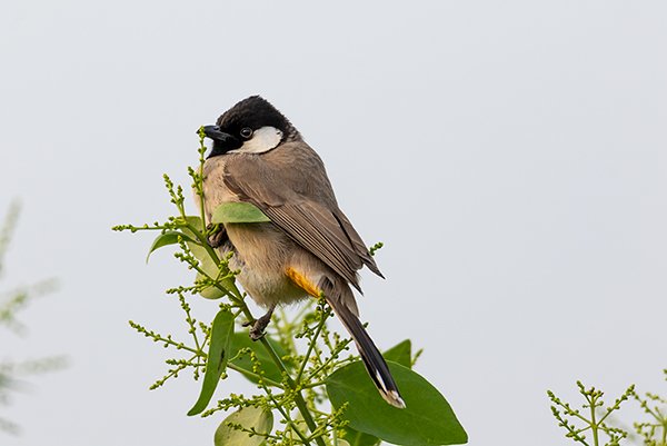 bulbul bird