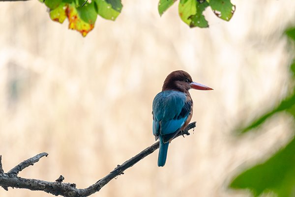 Blue kingfisher looking for food