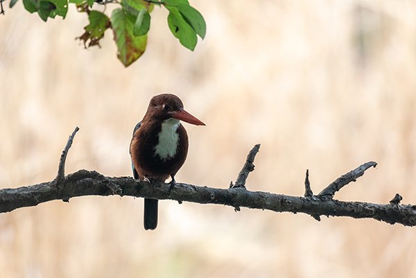 White Throated Kingfisher Bird Resting