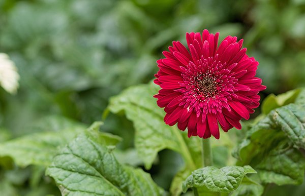 red color barberton daisy flower and leafs