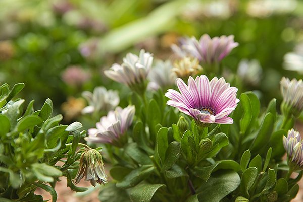 Purple color marguerite flowers in the field