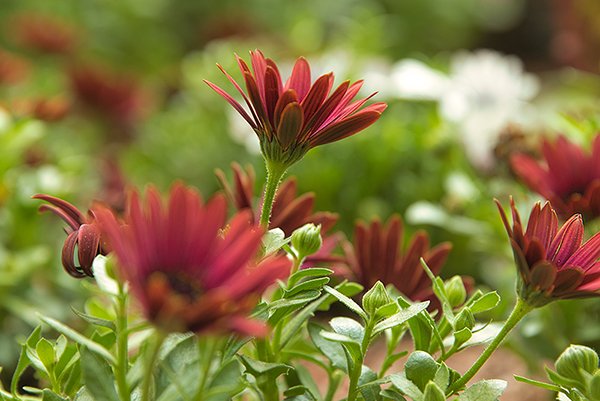 Red color marguerite flower in the field