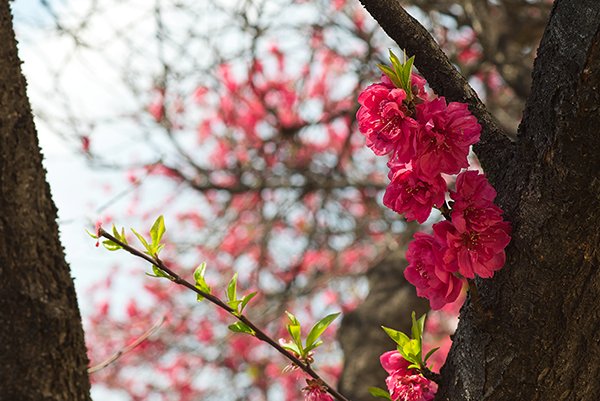 Flowers on a cherry blossom tree.