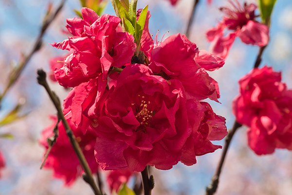 a close up of a cherry blossom flower