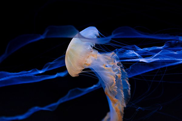 A jelly fish with long tentacles.