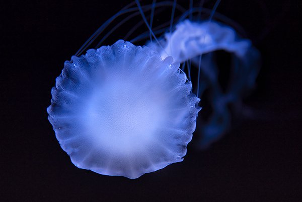 A blue color jelly fish