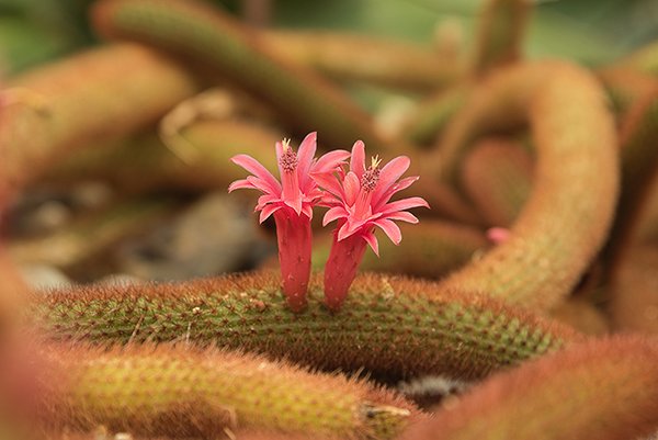 A rare flower grown on a cactus.