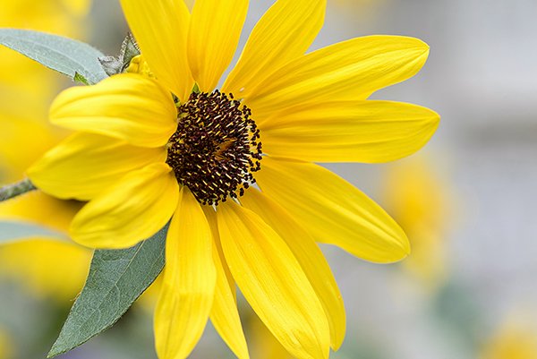 a close up of a common sunflower