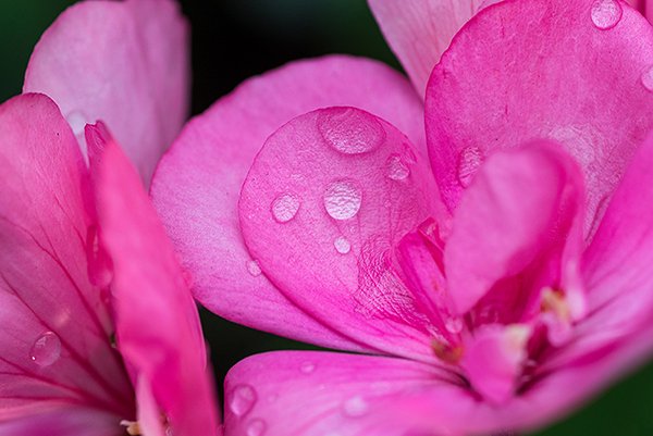 water drops on a pink flower. This flower is called cranes bill flower.